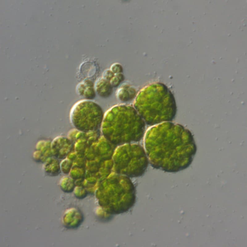 دیکتیوکلریس (Dictyochloris sp.) — تصویر ۲