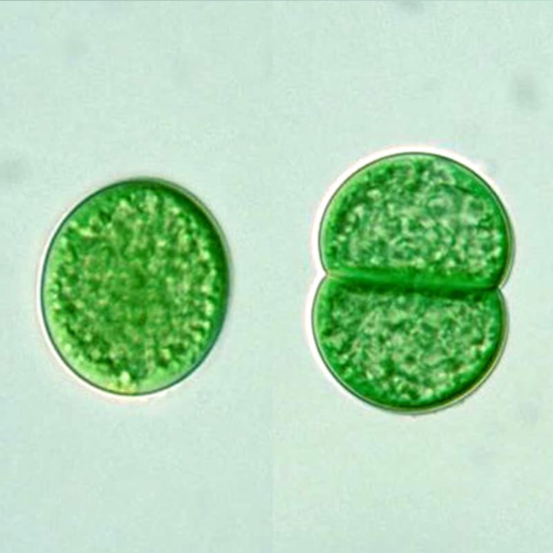سیانوتسه (Cyanothece sp.) — تصویر ۲