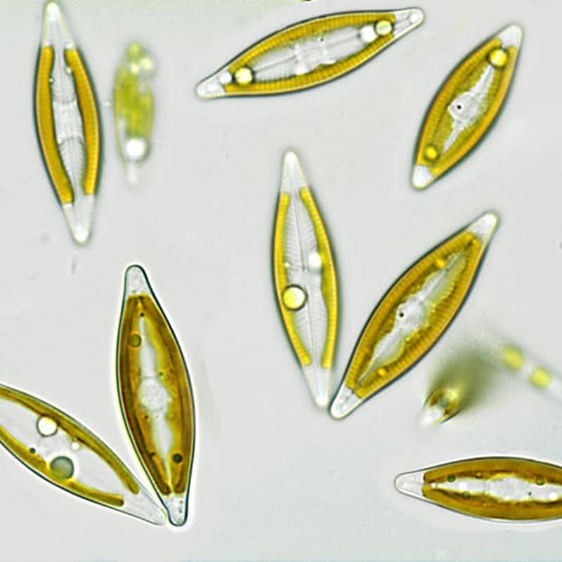 نویکولا (Navicula sp.) — تصویر ۲