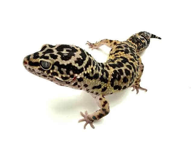 گکو پلنگی | Leopard Gecko — تصویر ۴