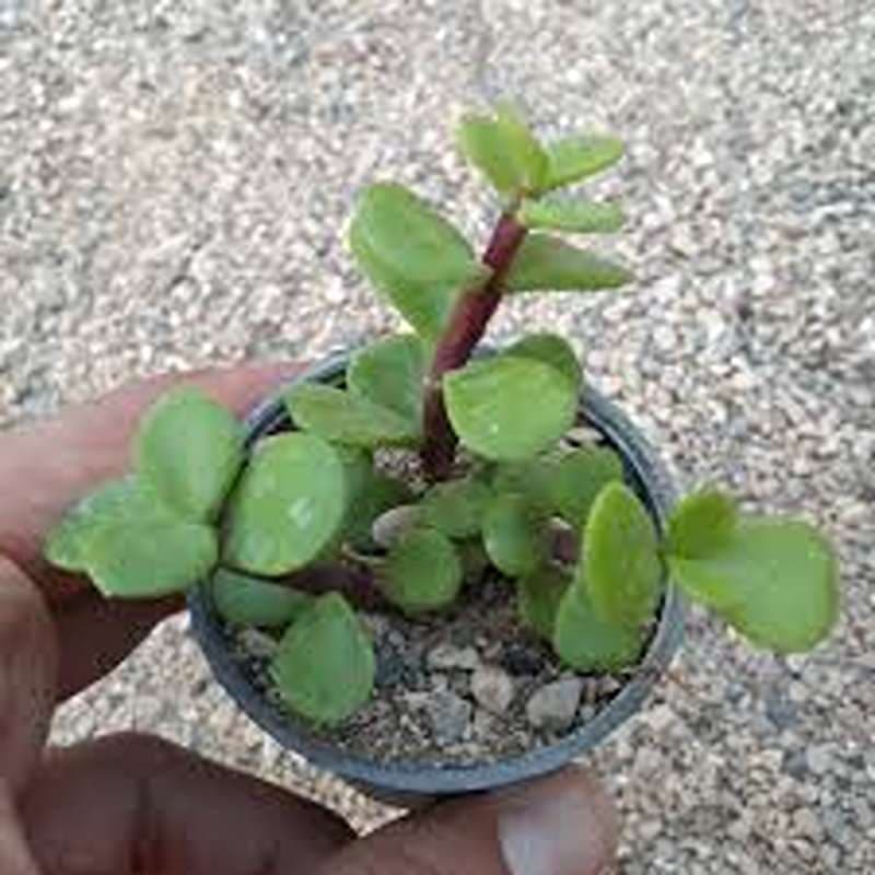 گل خرفه‌ای گلدان ۶ — تصویر ۲