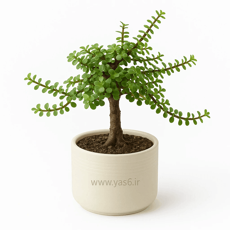 بونسای خرفه