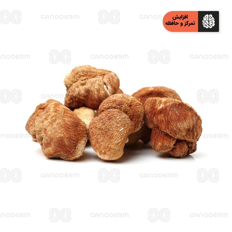قارچ یال شیر (هریسیوم) | قارچ لاینزمین (Lion’s mane) — تصویر ۴