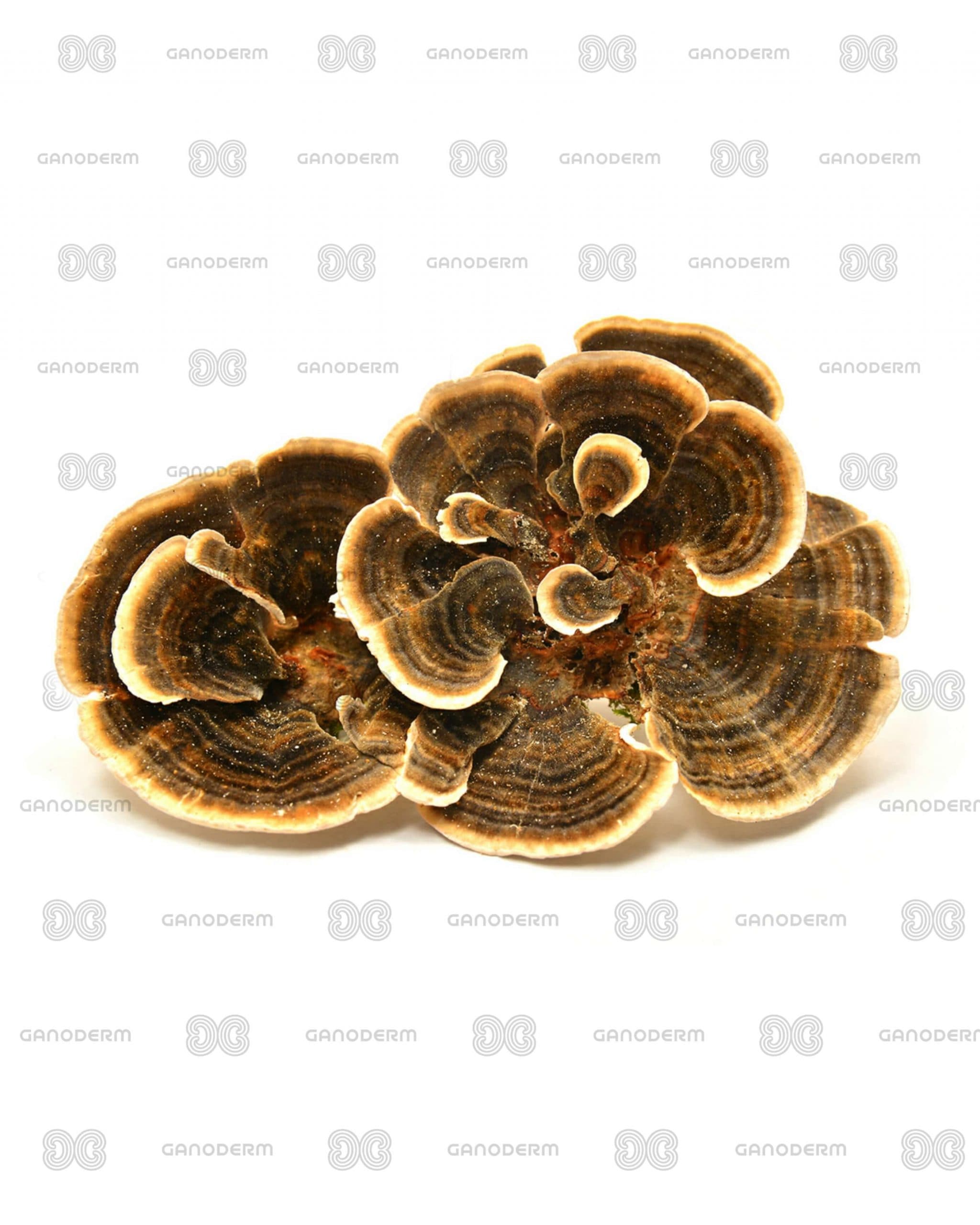 قارچ ترکی تیل TURKEY TAIL