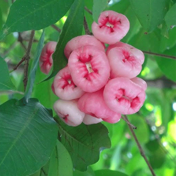 نهال سیب زنگوله ای صورتی — تصویر ۲