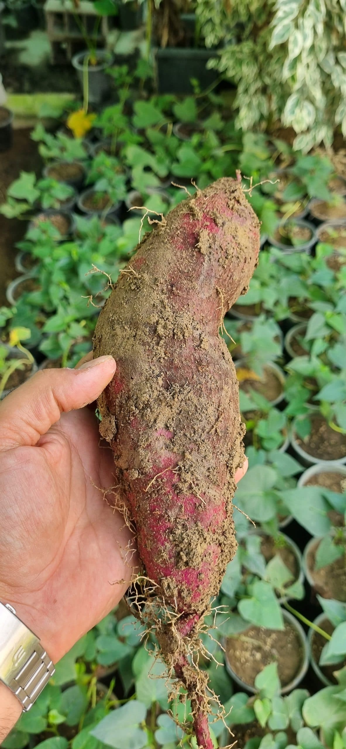 سیب زمینی شیرین با پوست و گوشت بنفش — تصویر ۳