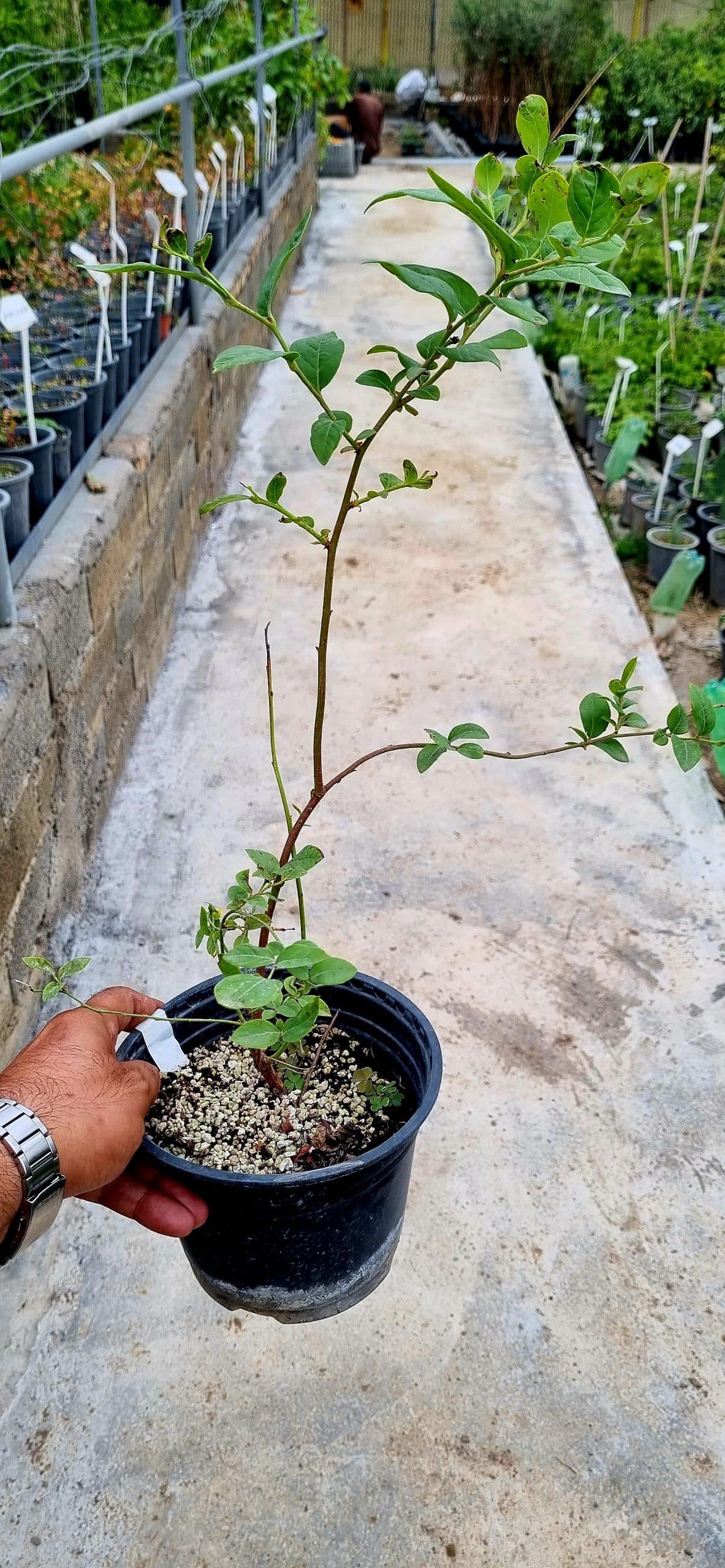 نهال بلوبری سان شاین بلو — تصویر ۴