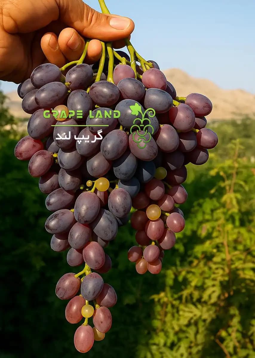 نهال انگور کریمسون — تصویر ۵