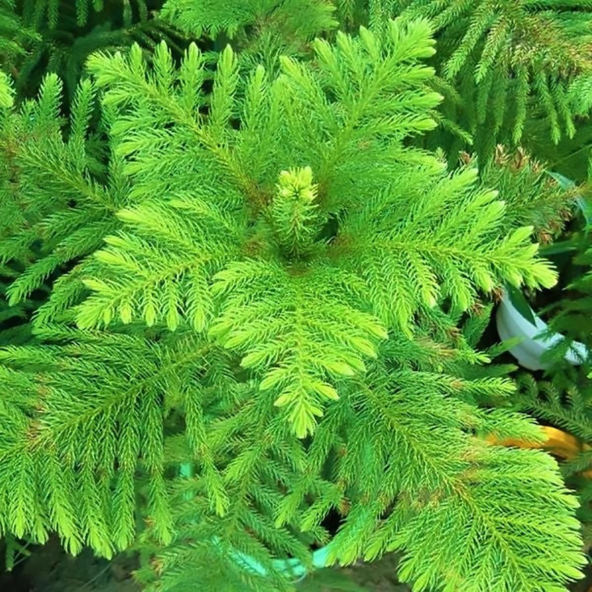 بذر کاج مطبق — تصویر ۲