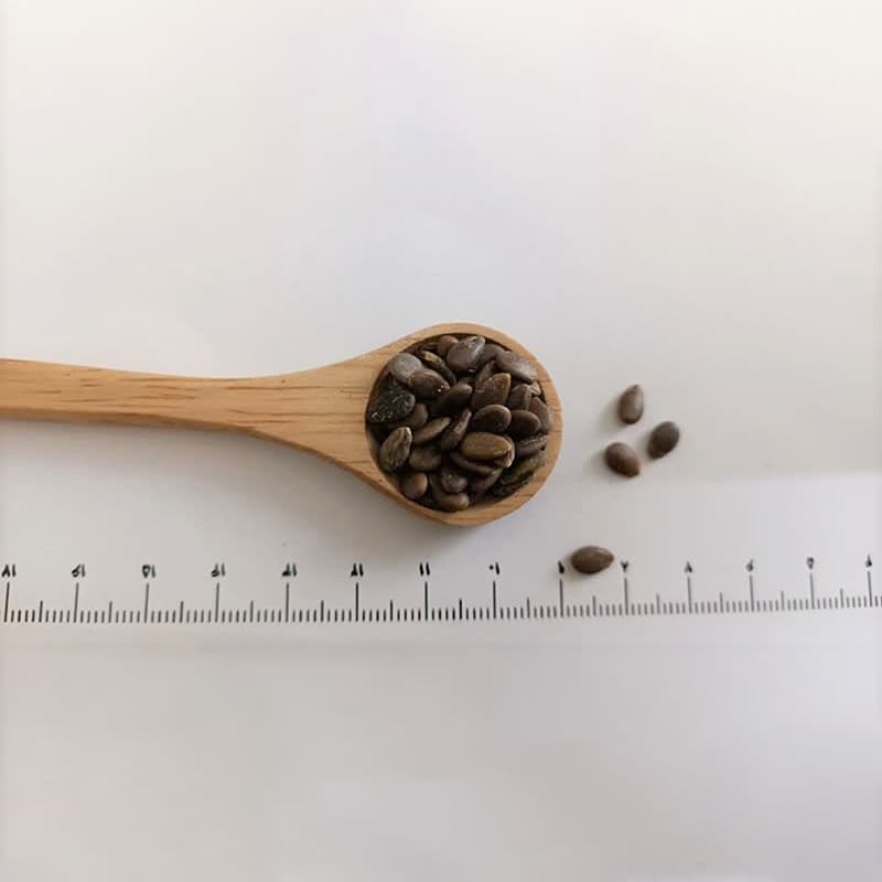 بذر هندوانه ابوجهل — تصویر ۲