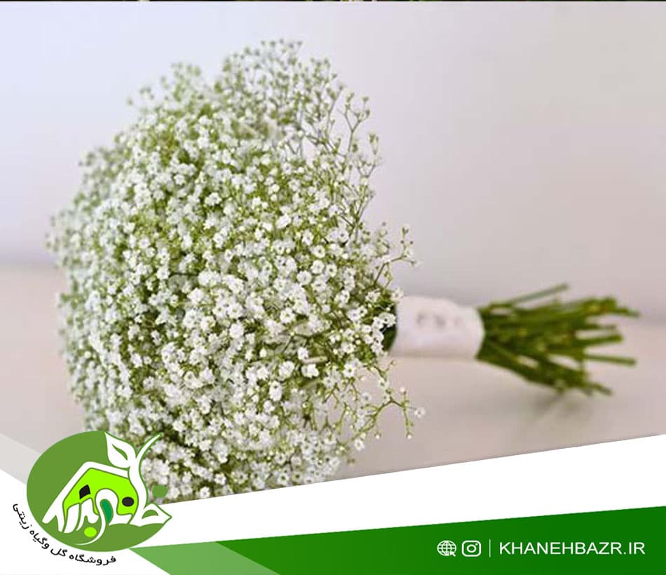 بذر گل عروس سفید — تصویر ۲