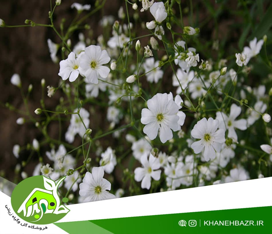 بذر گل عروس سفید — تصویر ۴