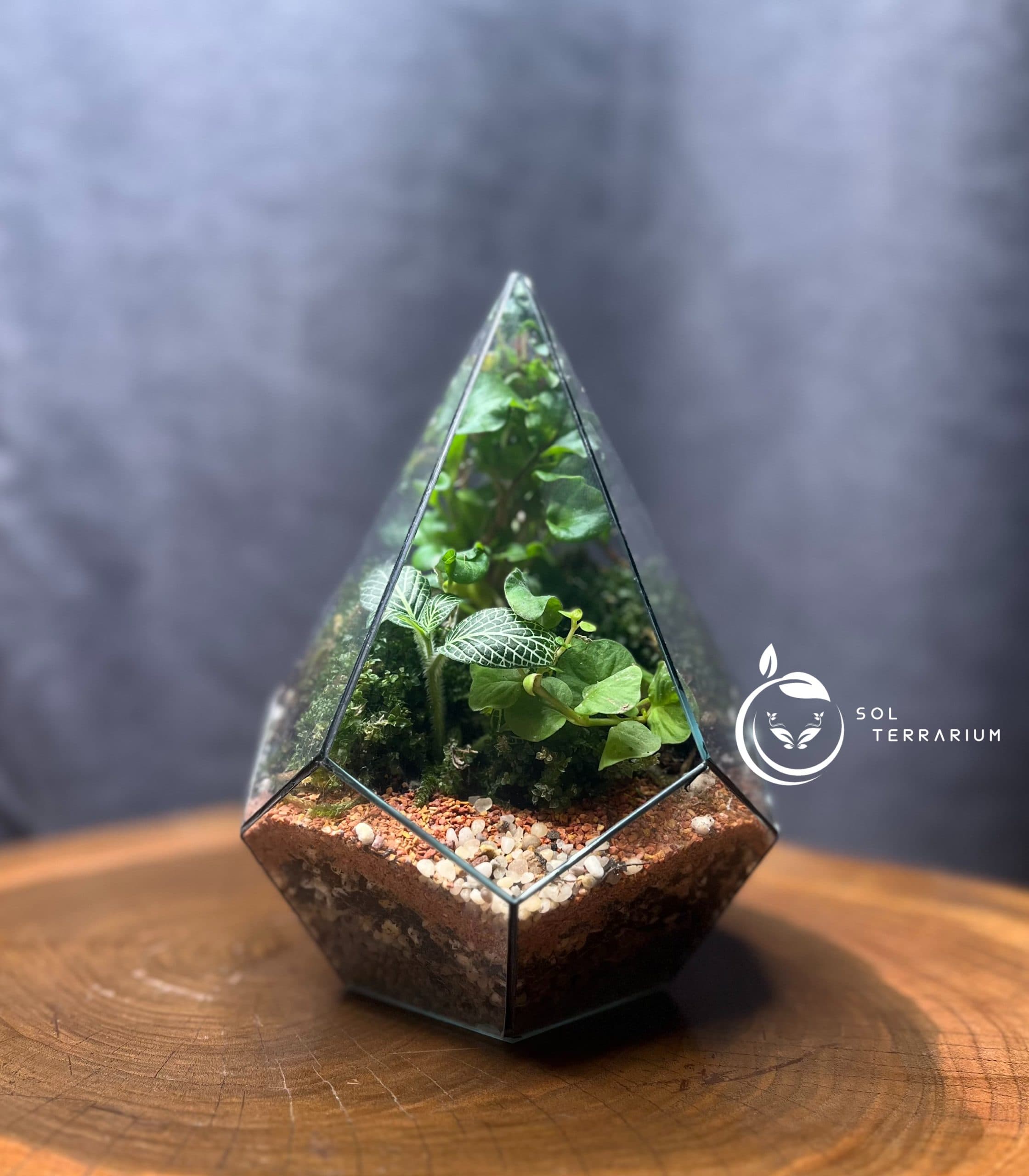 تراریوم مدل الماسی ایستاده سل تراریوم — تصویر ۳
