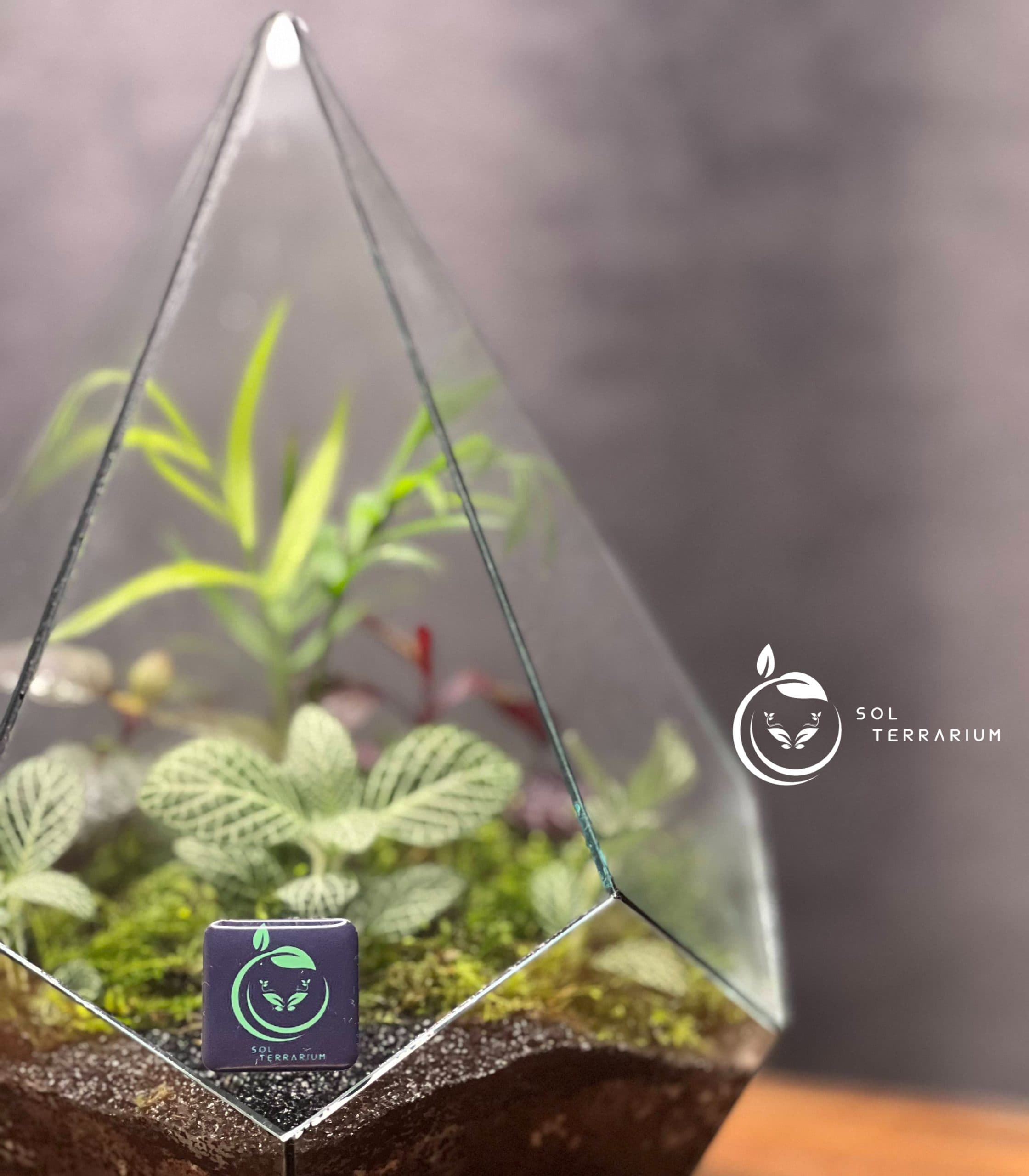 تراریوم مدل الماسی ایستاده سل تراریوم — تصویر ۶