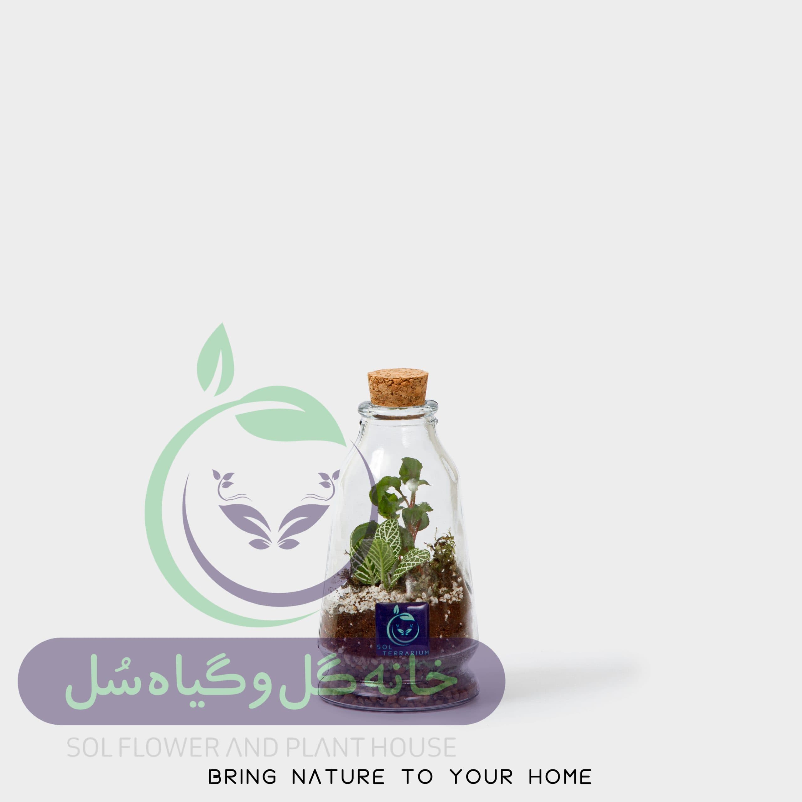 تراریوم مدل چوب پنبه مخروطی سل تراریوم