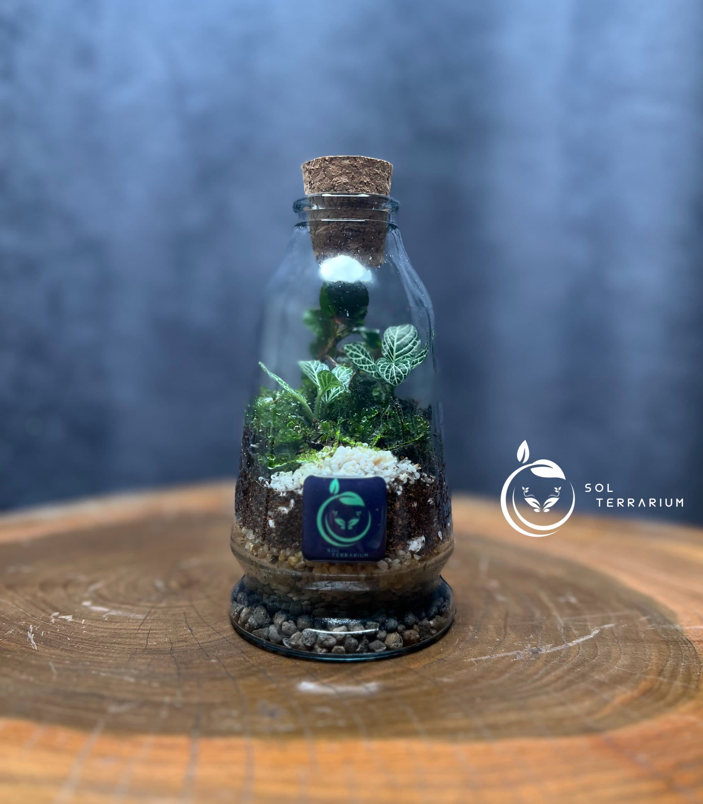 تراریوم مدل چوب پنبه مخروطی سل تراریوم — تصویر ۳