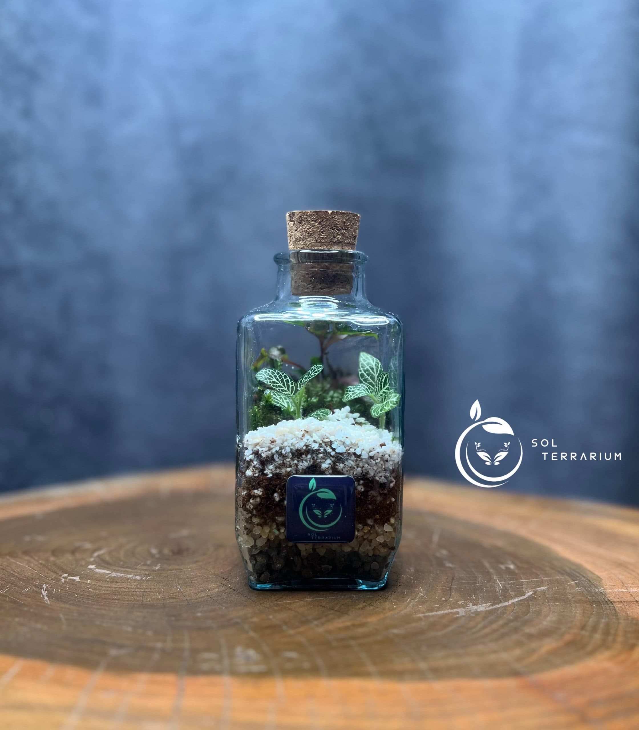 تراریوم مدل چوب پنبه چهار وجهی سل تراریوم — تصویر ۳