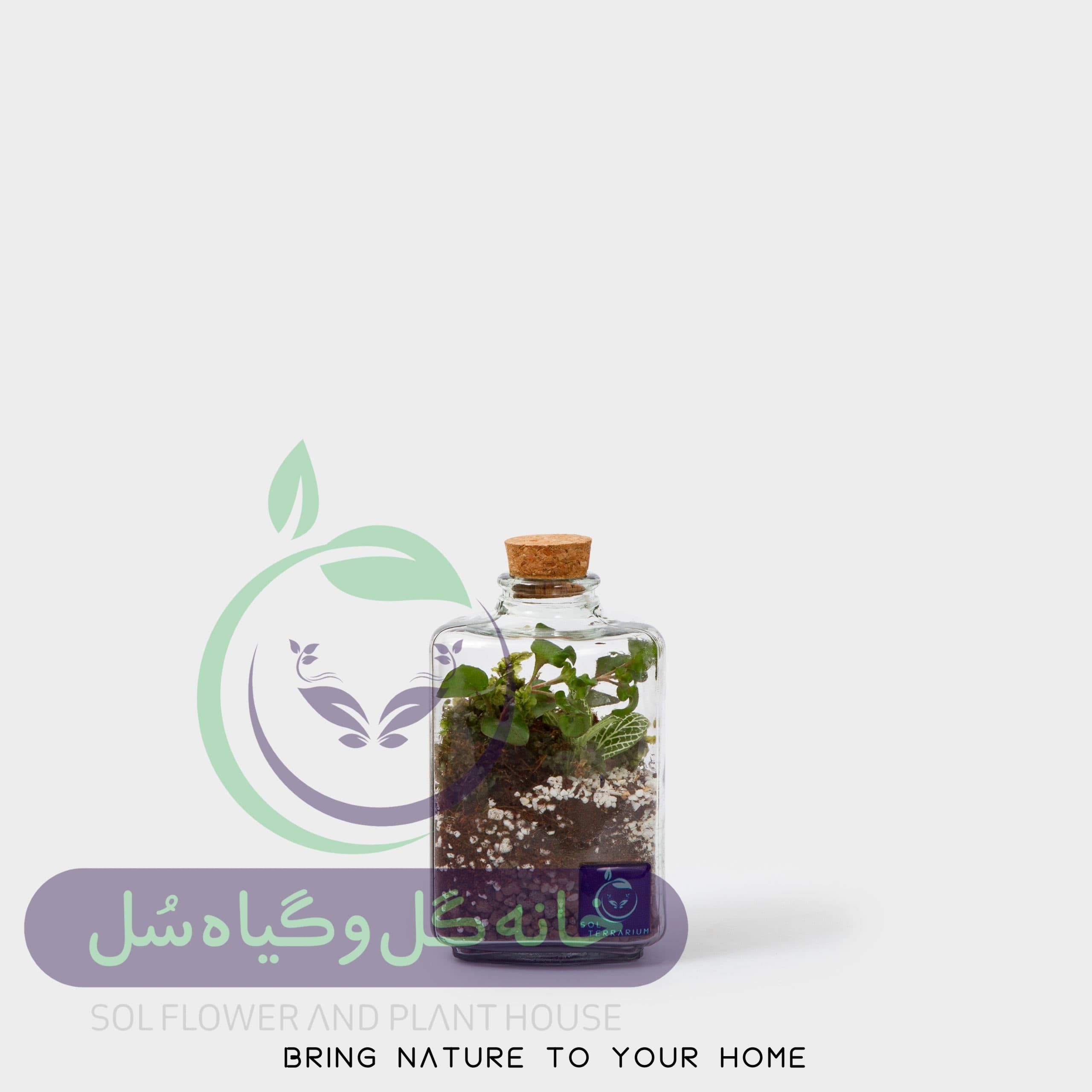 تراریوم مدل چوب پنبه سه وجهی سل تراریوم
