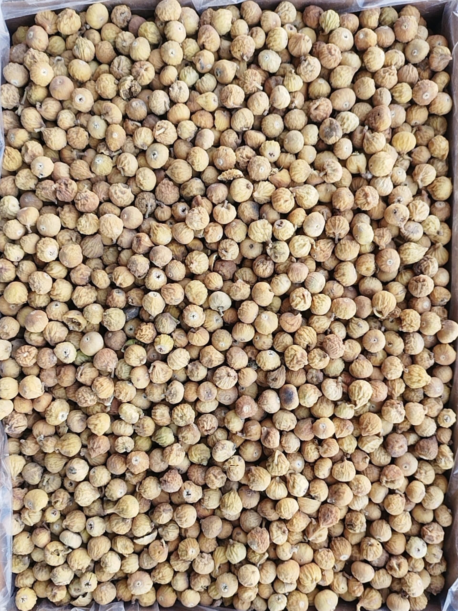 انجیر B نقلی استهبان — تصویر ۳