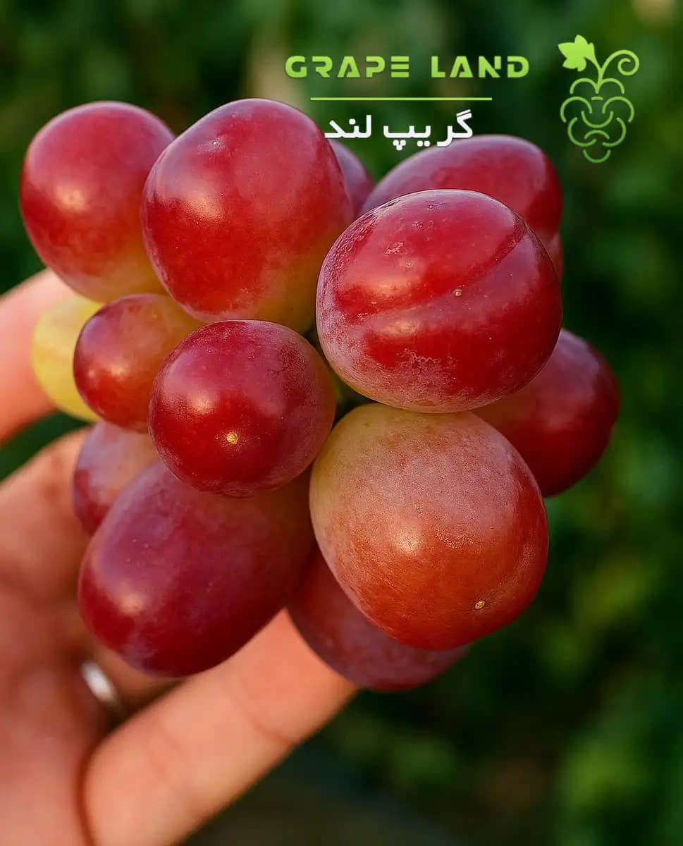 نهال انگور مای هرت — تصویر ۲