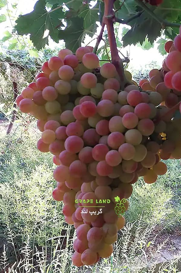 نهال انگور قرمز بی‌دانه
