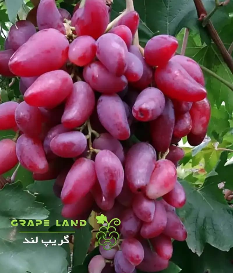 نهال انگور میش پستان قرمز — تصویر ۲