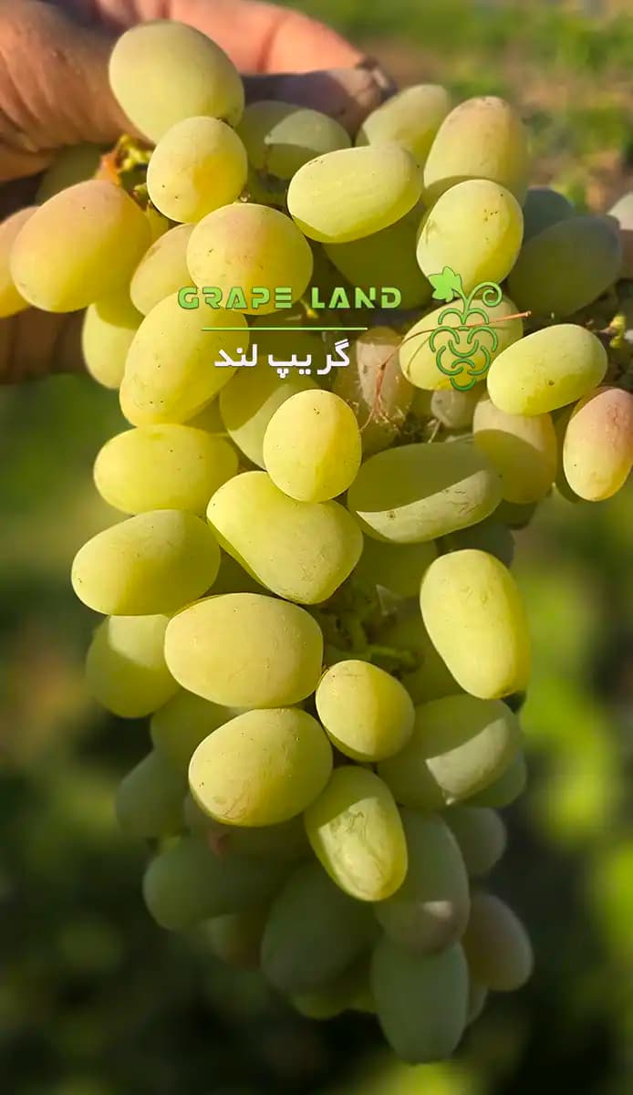 نهال انگور روسی بیضی‌شکل — تصویر ۲