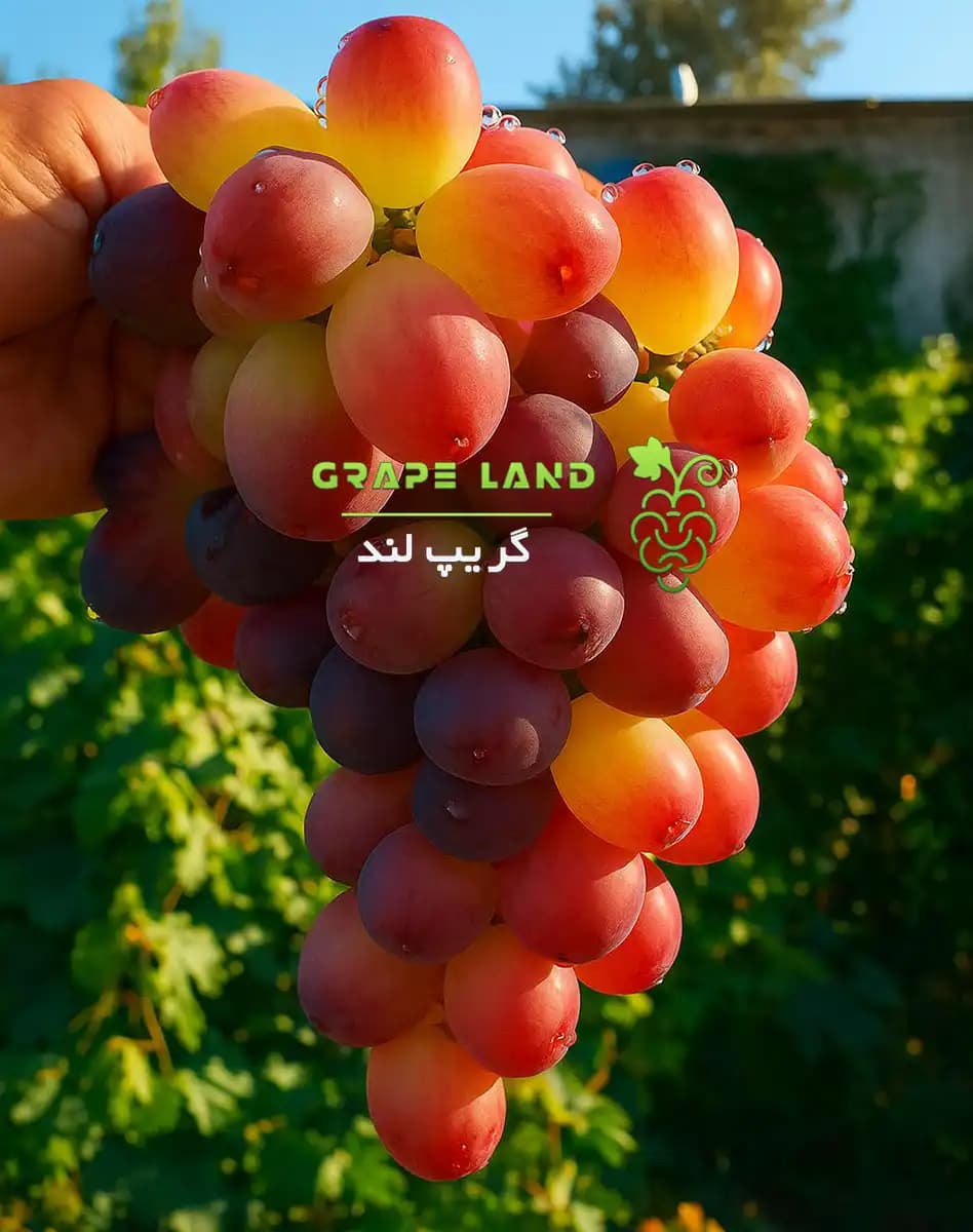 نهال انگور مکی — تصویر ۲