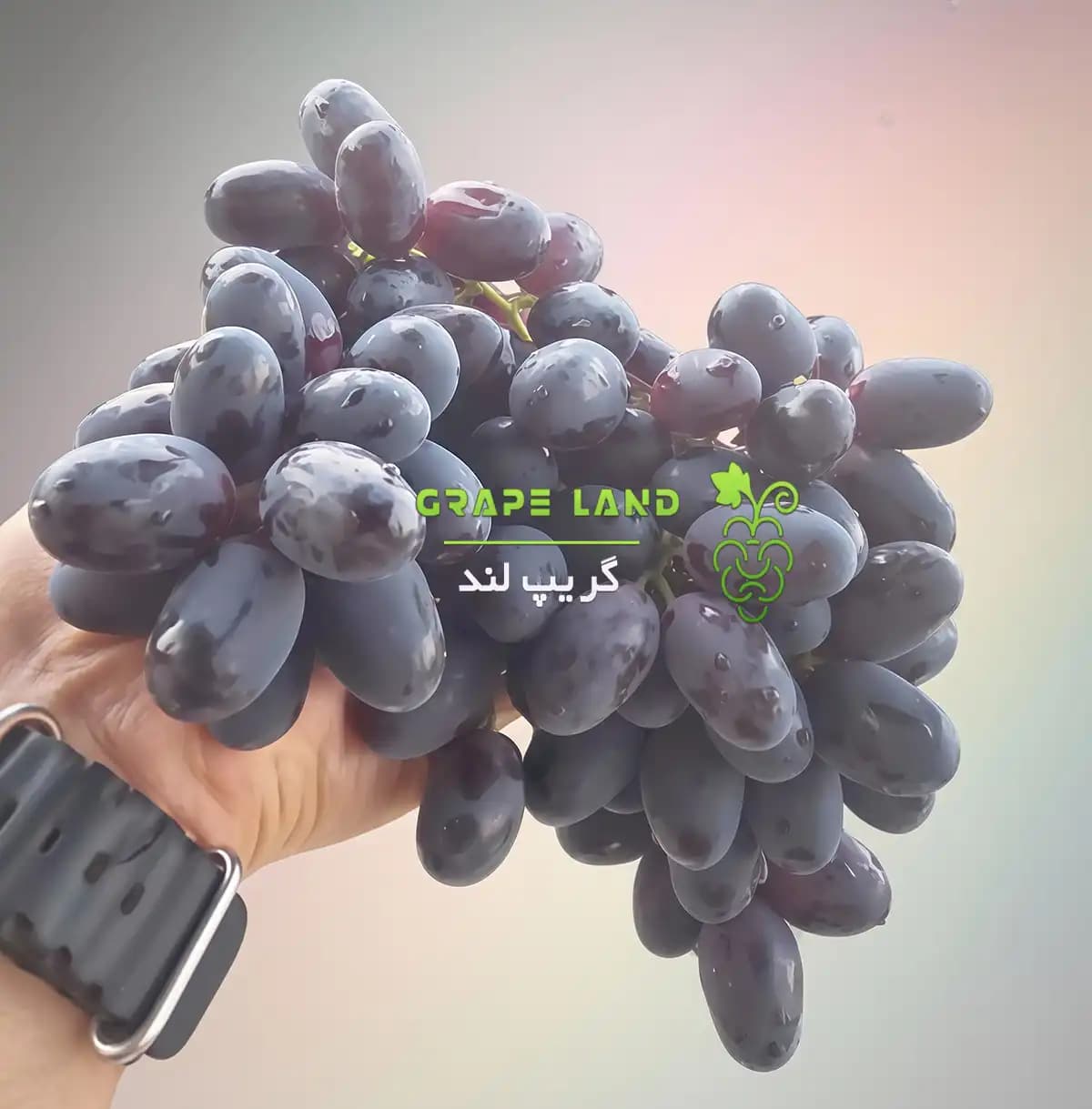 نهال انگور زیتونی — تصویر ۶