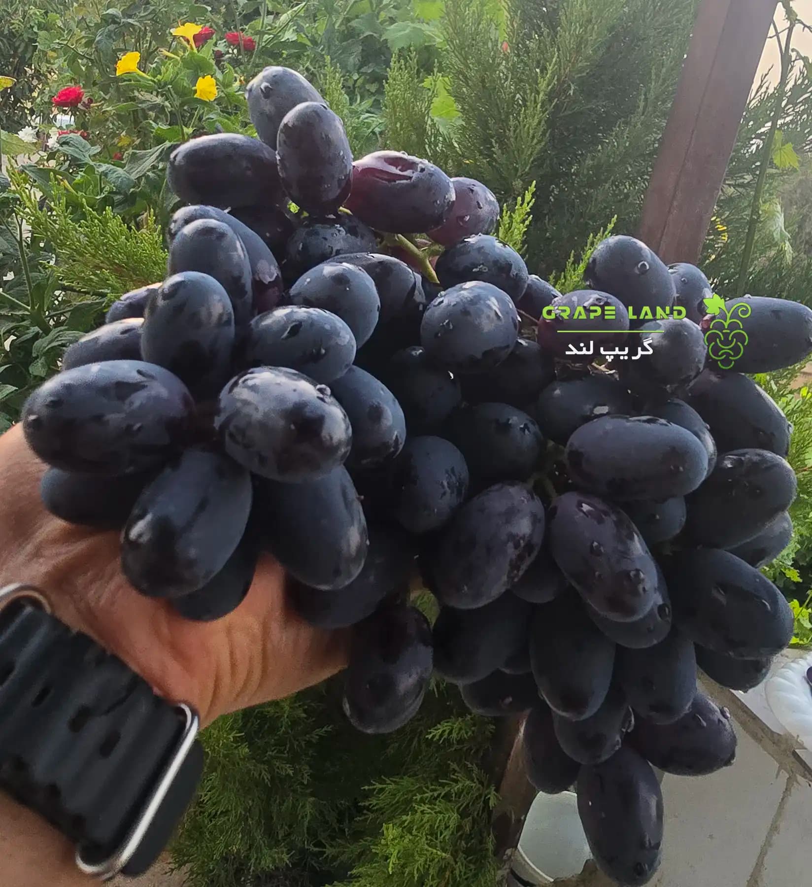 نهال انگور زیتونی — تصویر ۴