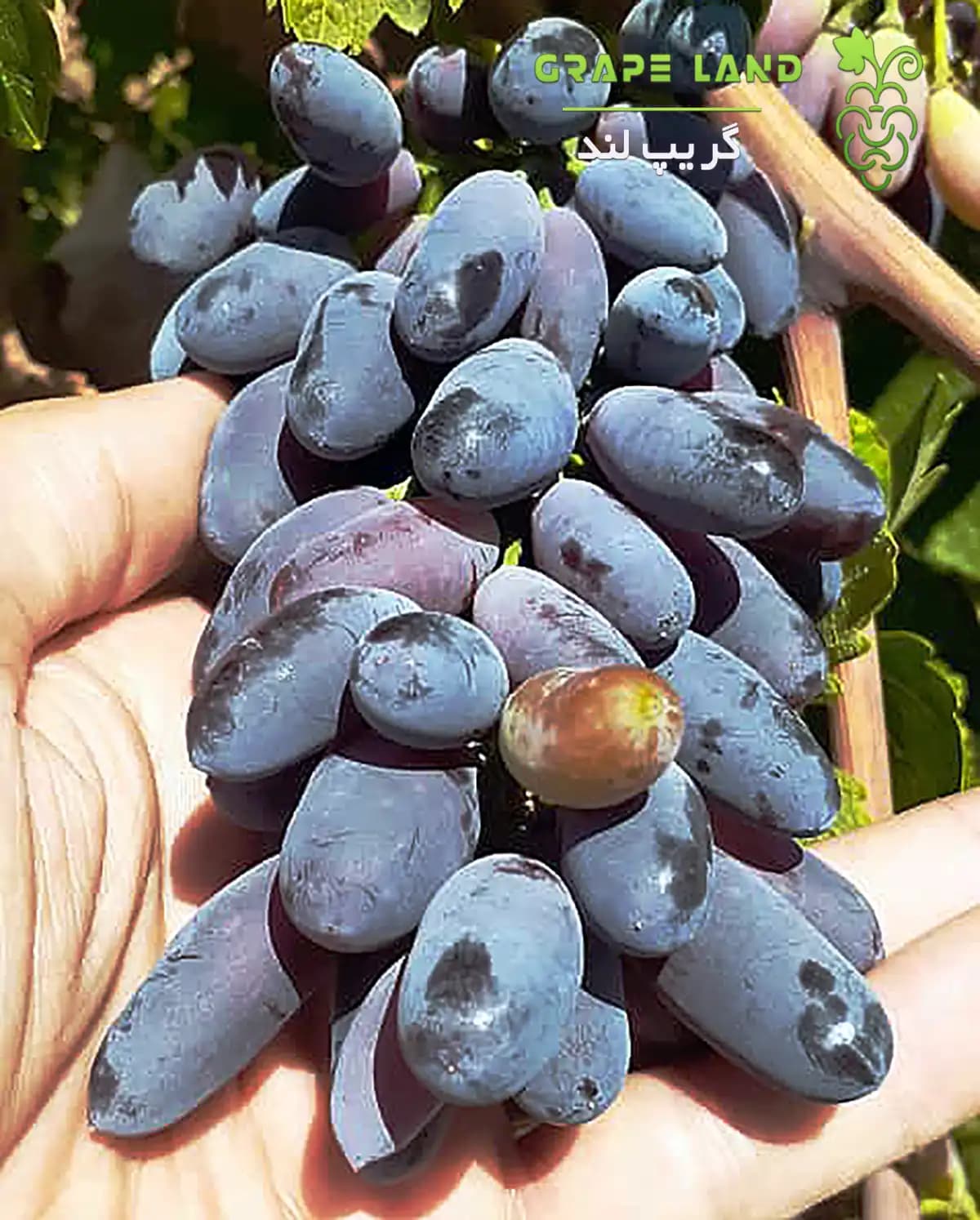 نهال انگور شمشیری — تصویر ۲