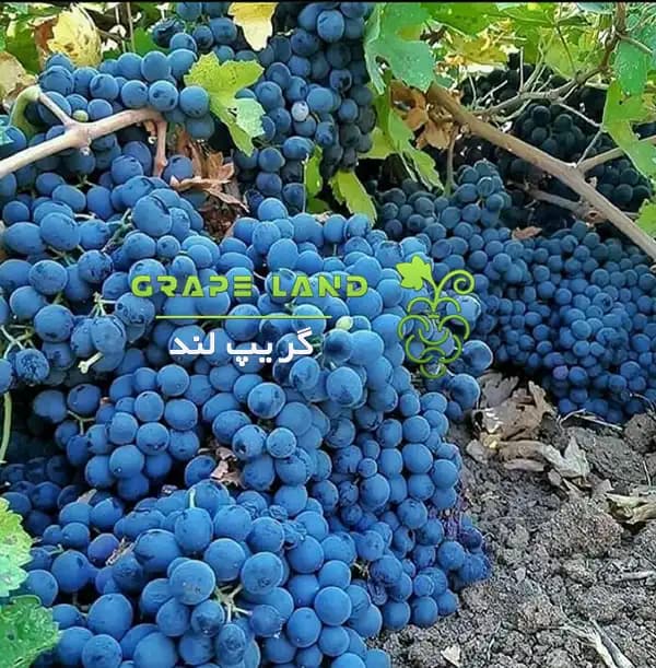 نهال انگور سیاه کردستان