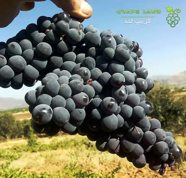 نهال انگور سیاه کردستان — تصویر ۲