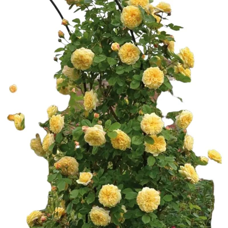 گل آبشار طلایی — تصویر ۳