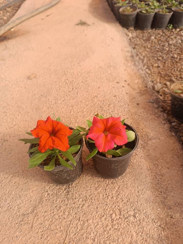 گل اطلسی — تصویر ۳