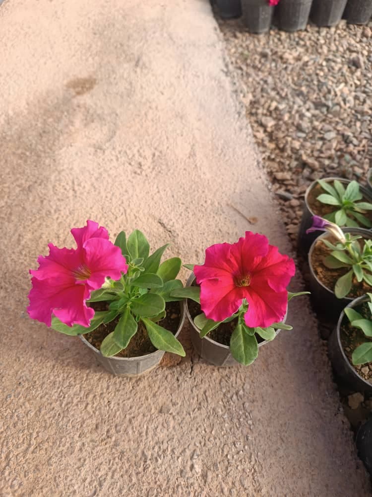 گل اطلسی — تصویر ۴