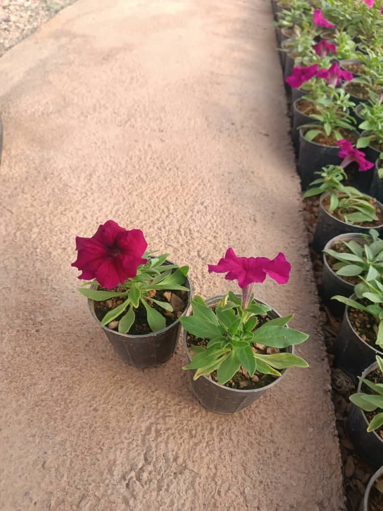 گل اطلسی — تصویر ۸