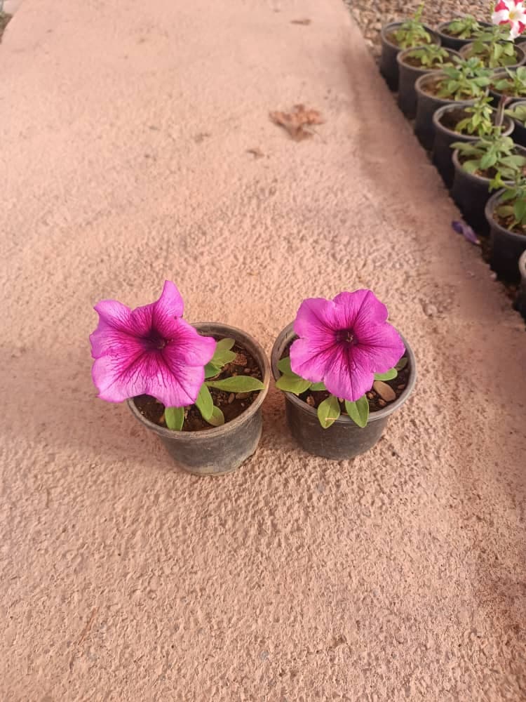 گل اطلسی — تصویر ۲