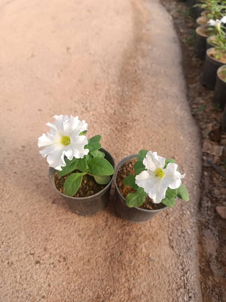 گل اطلسی — تصویر ۶