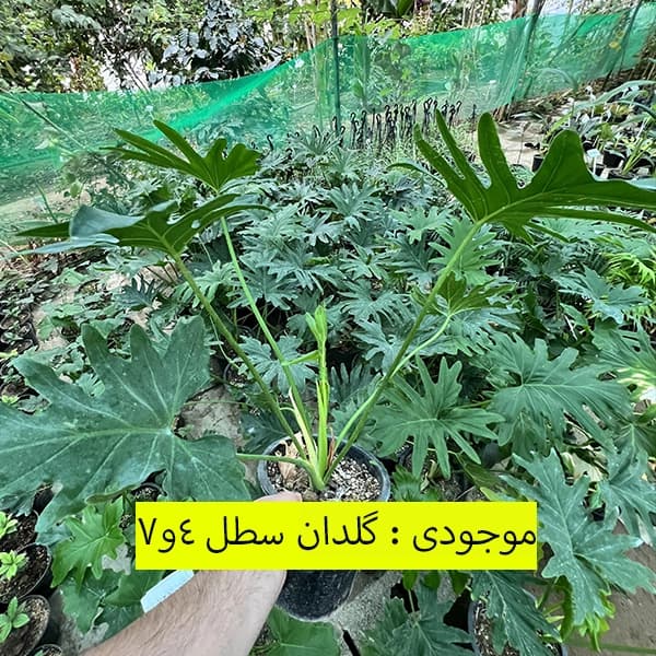 برگ انجیری فر — تصویر ۷