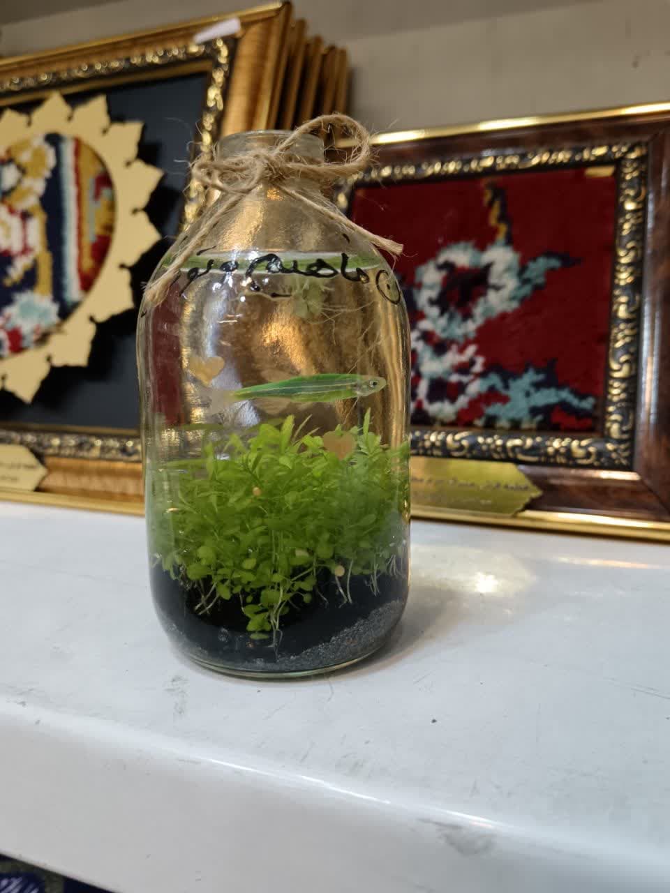 ماهی و تنگ دست نویس — تصویر ۲