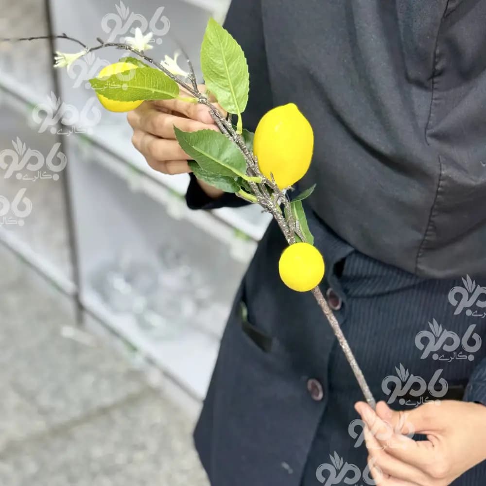 گل شاخه ای بوته لیمو وارداتی — تصویر ۵
