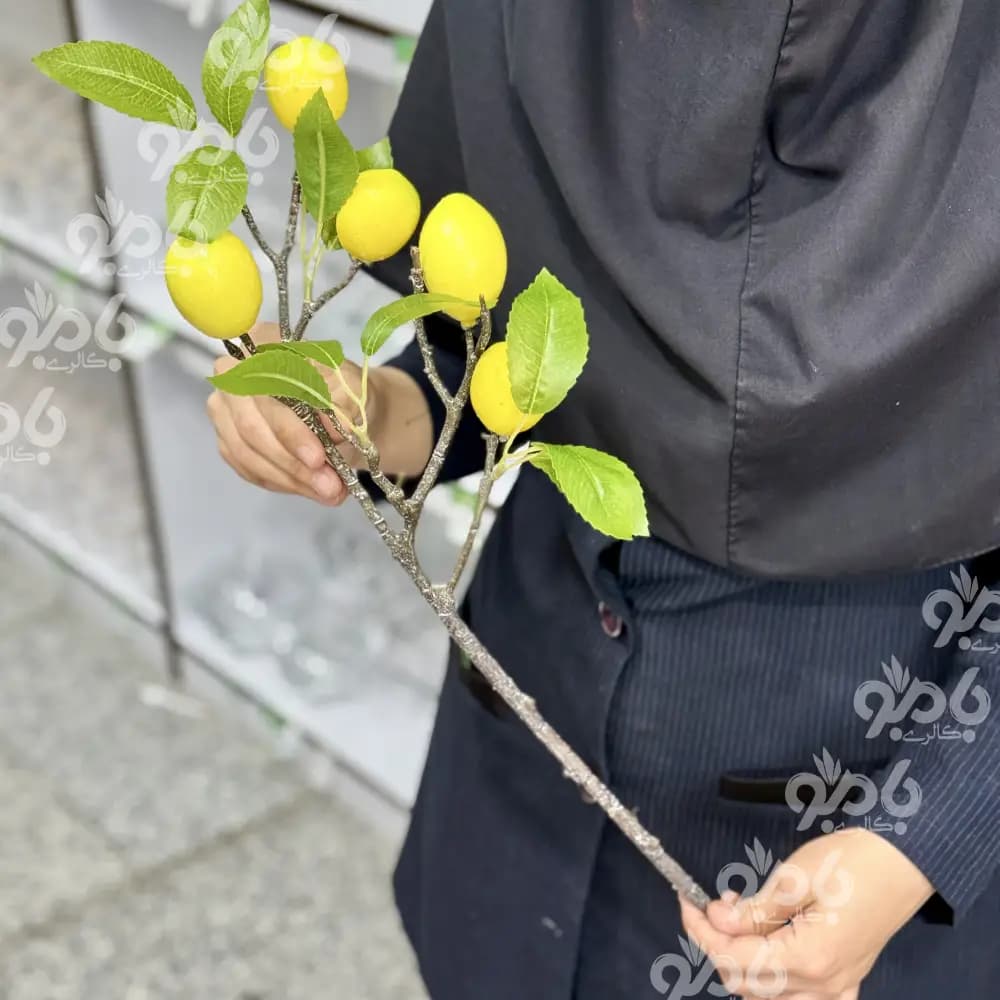 گل شاخه ای بوته لیمو وارداتی — تصویر ۶
