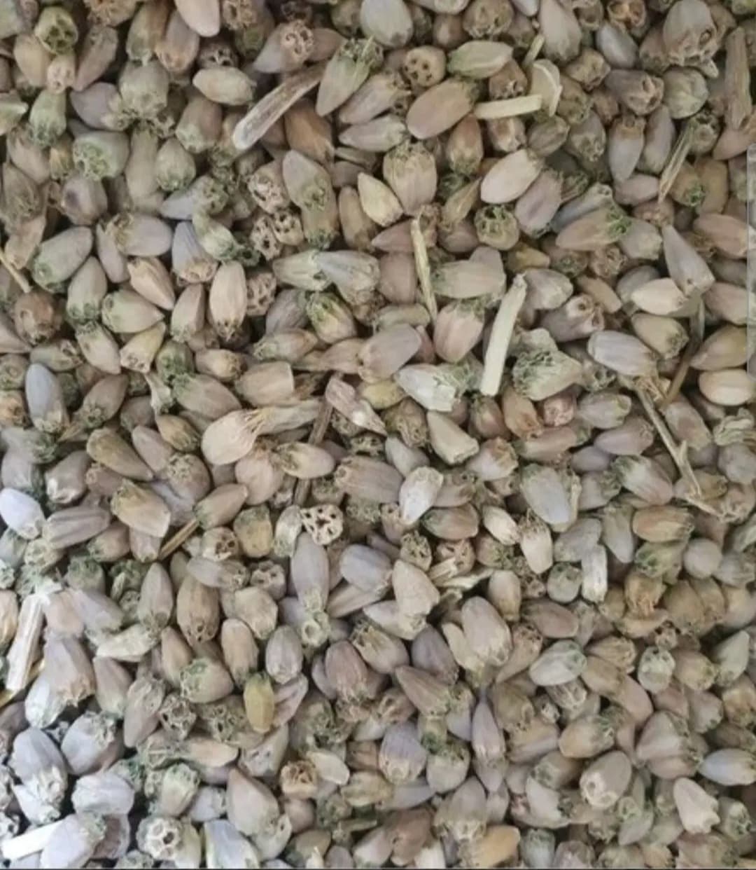 بذر کنگر | تخم کنگر — تصویر ۲