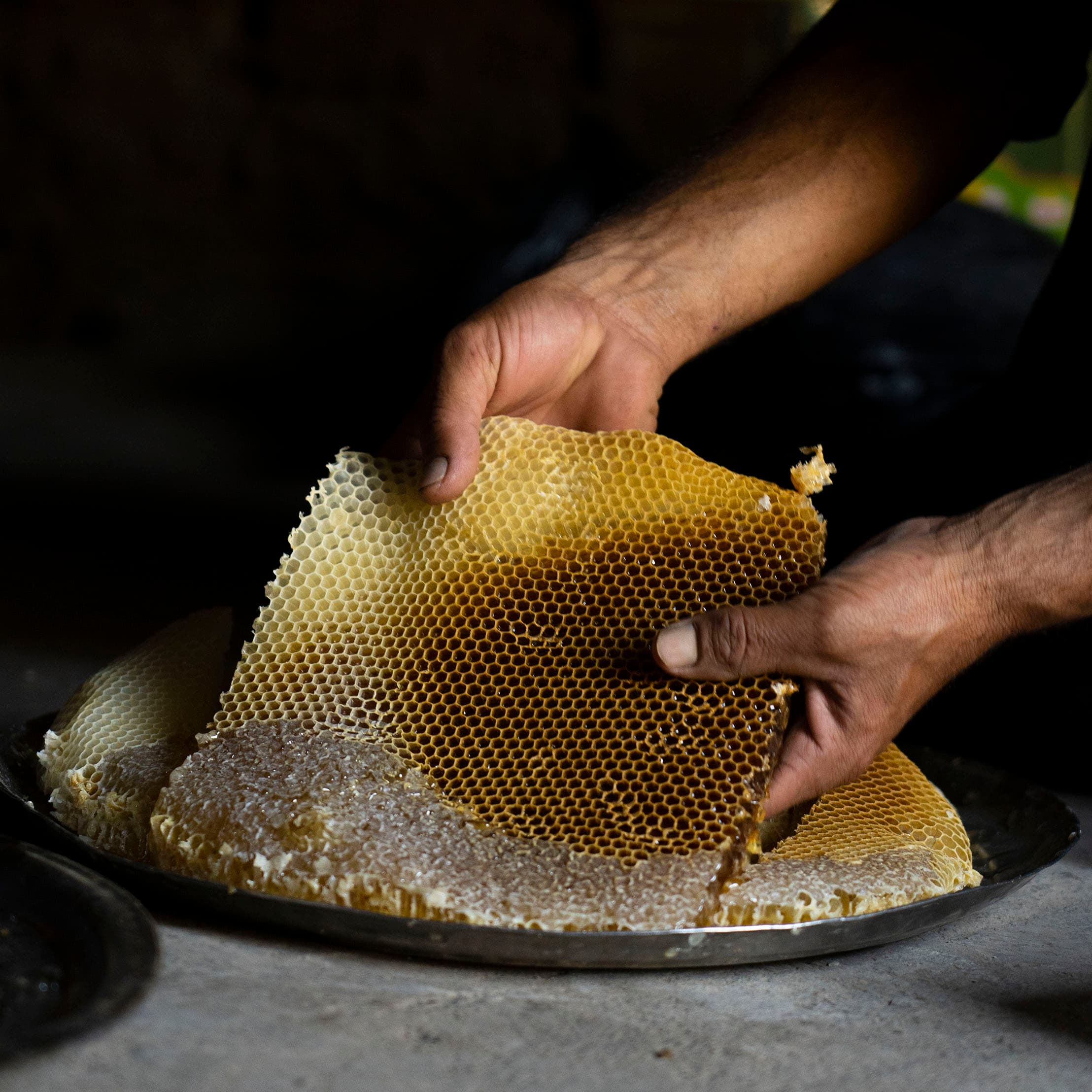 عسل تاپو (با موم تنه درختی) — تصویر ۸