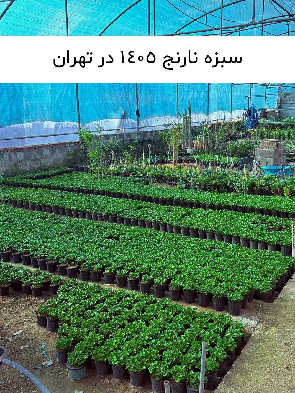 عمده سبزه نارنج ۱۴۰۵ — تصویر ۷
