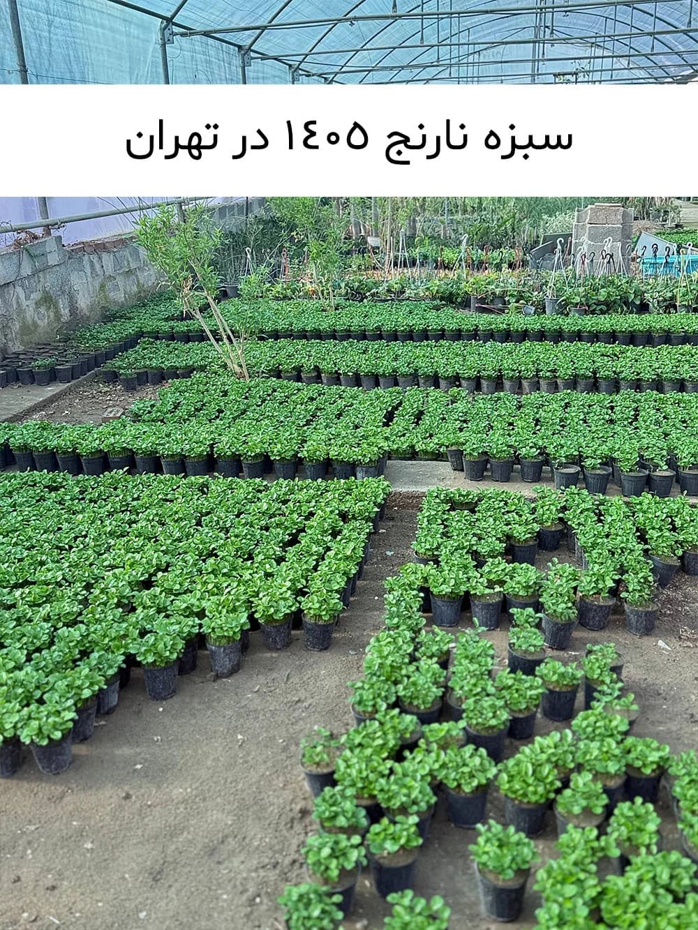 عمده سبزه نارنج ۱۴۰۵ — تصویر ۶