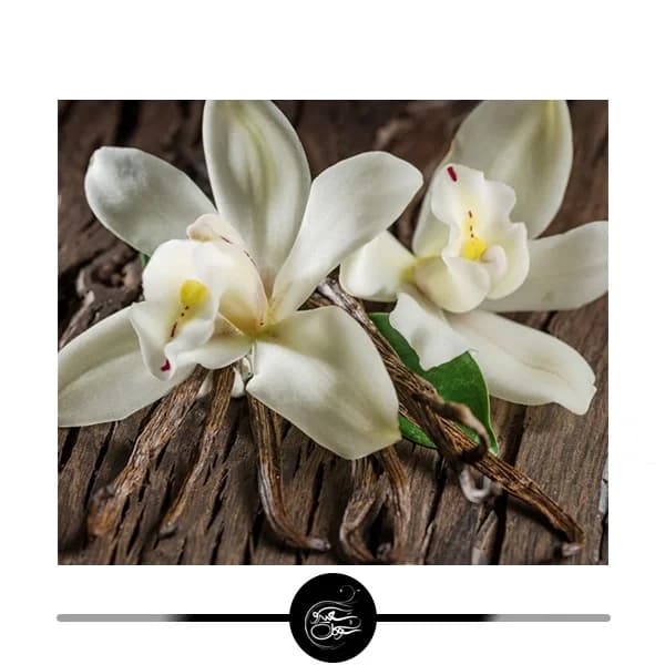 نینا ریچی له اکستاز رز ابسولو — تصویر ۱۰