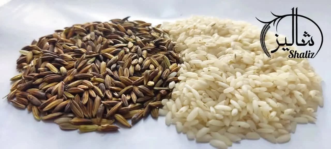 برنج عنبربو فوق ممتاز شالیز‌ 10 کیلویی — تصویر ۶