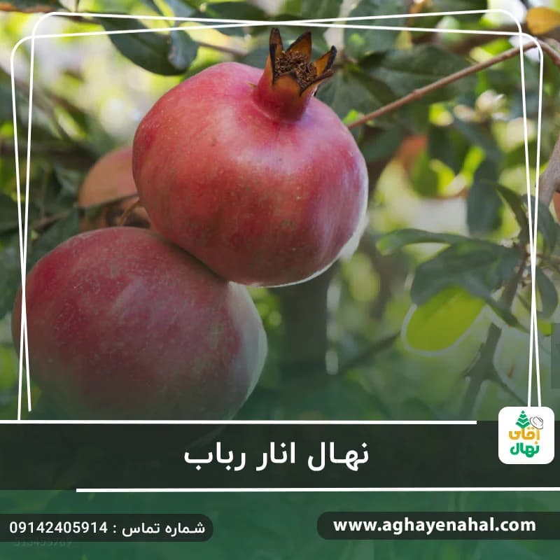 نهال انار رباب — تصویر ۲